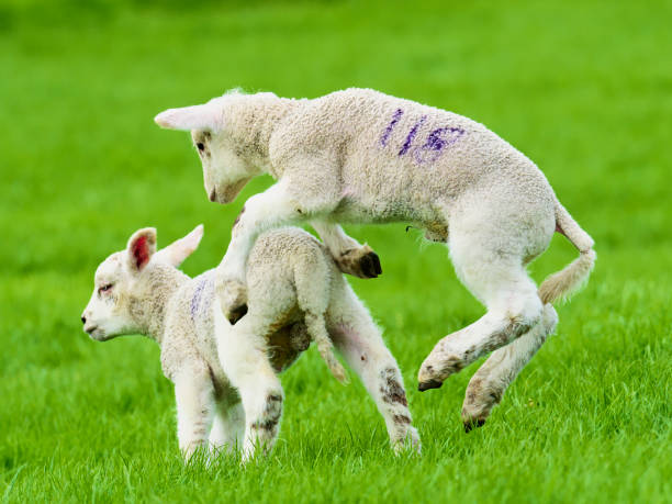 istock Two sturdy lambs, just two weeks old, play together 1174255569