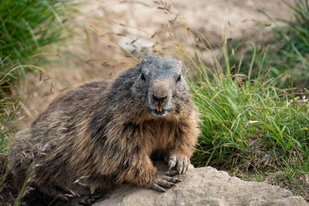 istock marmot in the Swiss alps 1174255943