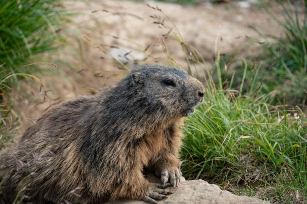 istock marmot in the Swiss alps 1174255992