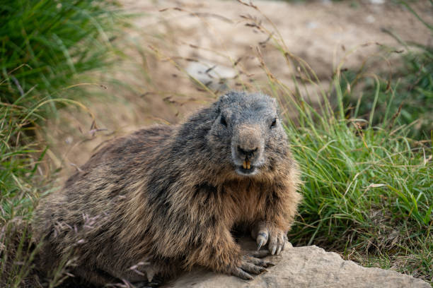 istock marmot in the Swiss alps 1174256004