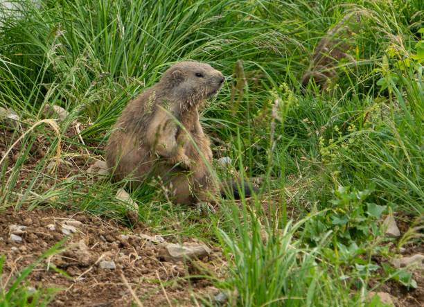 istock marmot in the Swiss alps 1174256660