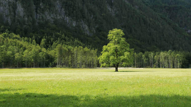 istock Logar valley under Slovenian alps. 1174257285