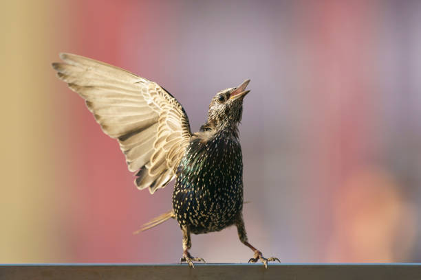 Photography of starling standing on the fence, flapping its wing and singing song in summer day. Theme of birdwatching and beauty of nature.