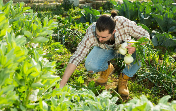 istock Gardener harvesting onions from the garden 1174260072