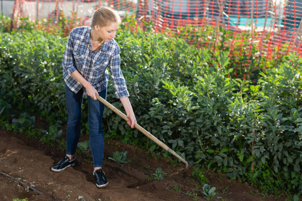 istock Woman hoeing in garden 1174260136