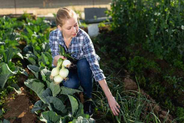 istock Woman harvesting green onion 1174260160