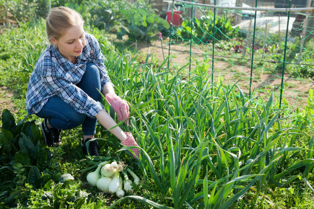 istock Woman farmer with onions harvest 1174261895
