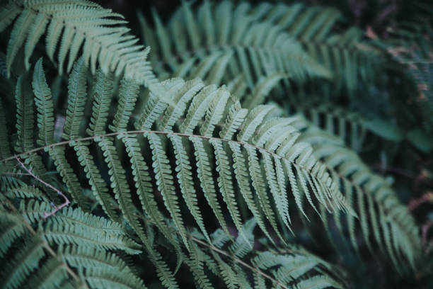istock green fern in the forest 1174262332