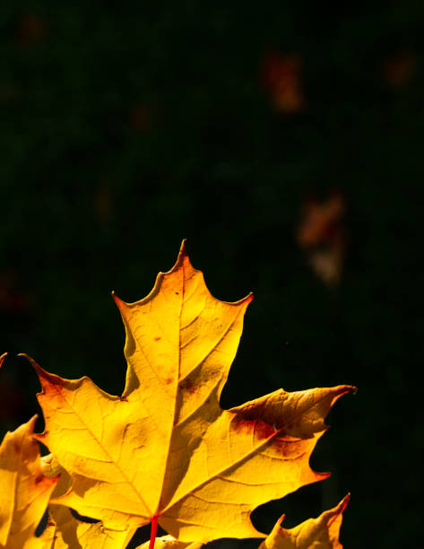 istock Gold Autumn Morning Sun Maple 1174262516