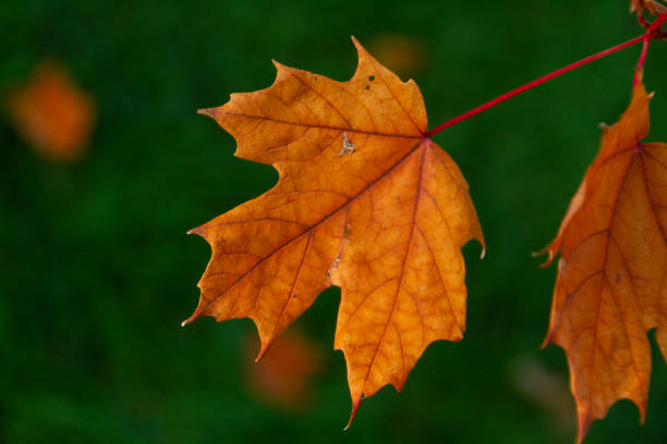 istock Gold Autumn Morning Sun Maple 1174262581