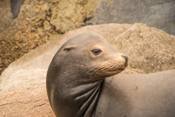 istock Monterey Sea Lion Portrait 1174264108