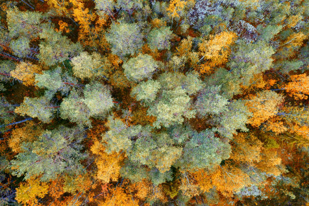istock Bright autumn northern forest top aerial view 1174267485