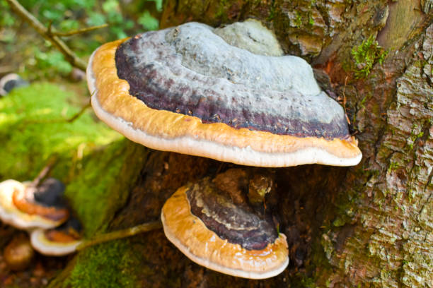 detailaufnahme des pilzes fomitopsis pinicola. - pilze wald deutschland stock-fotos und bilder