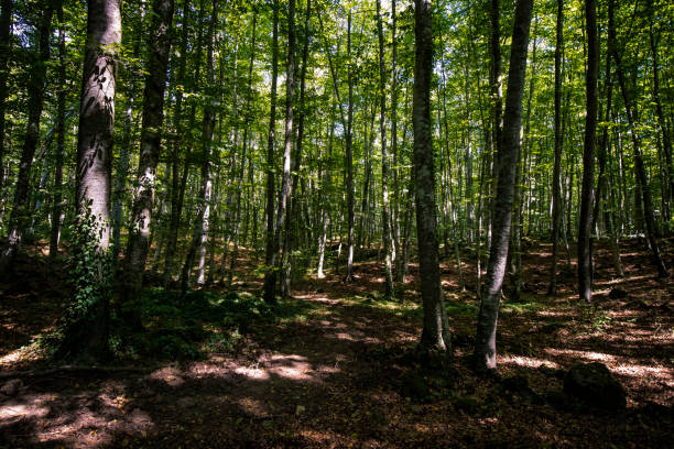 istock Beech grove landscape on a forest green scene 1174269331