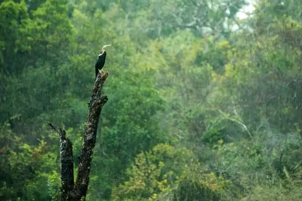 Photo of Indian darter, Anhinga melanogaster, snakebird perched on dead tree trunk in heavy tropical rain, water bird with long neck. Wilpattu National park, Sri Lanka, exotic birding in Asia