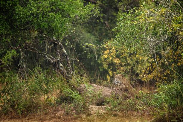 Leopard in the rainforest, The Sri Lankan leopard (Panthera pardus kotiya) resting in bush, wildlife photography, Yala national park, Sri Lanka, beautiful big cat, exotic adveture in Asia stock photo