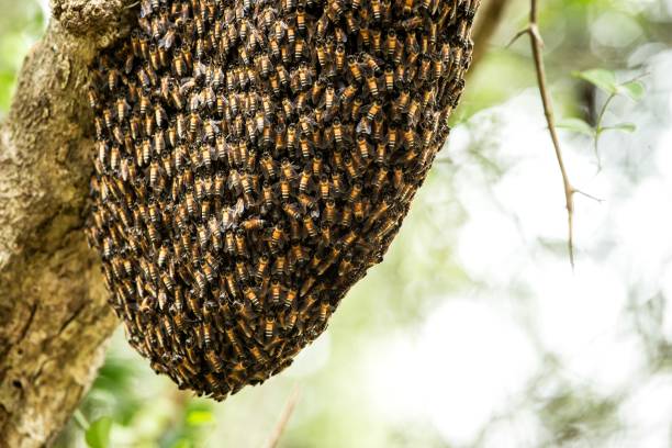 Bee swarm close up photo,Asiatic honey bee, apis cerana, wild bee swarm on branch in jungle. Wilpattu national park. Sri Lanka, exotic photographic adventure in Asia stock photo