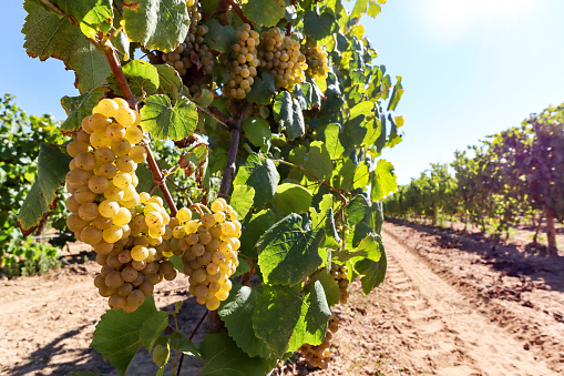 Ripe white wine grapes before harvest in a vineyard at a winery, rural landscape for viticulture and agricultural wine production in Europe