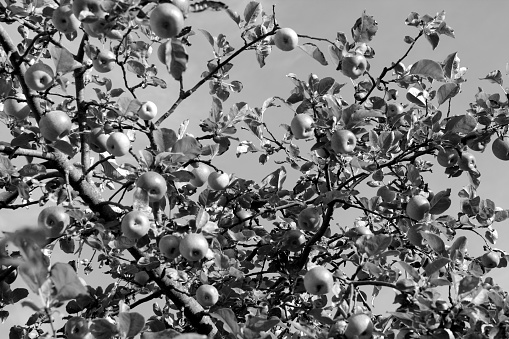 Apples on tree against sky in black and white. Seasonal background for wallpaper or design.