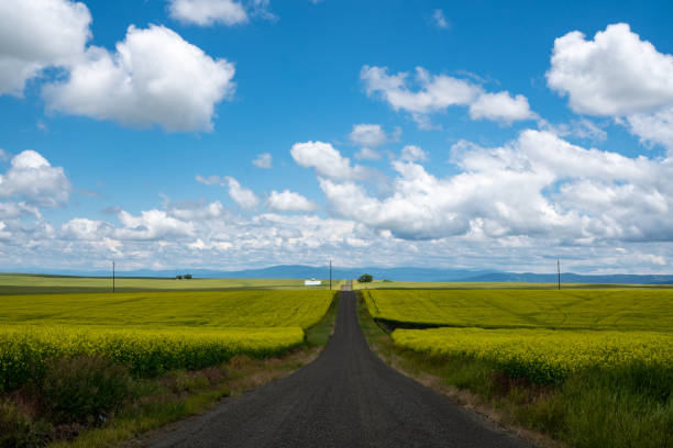 línea líder de una carretera a través de un campo de plantas de mostaza en la región de palouse en el oeste de idaho ee.uu. - idaho beautiful western usa usa fotografías e imágenes de stock