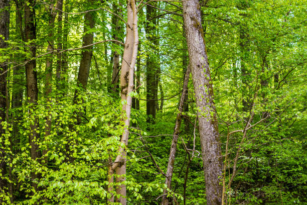 istock Summer forest landscape. Green beech forest, trees closeup. Germany 1174281936