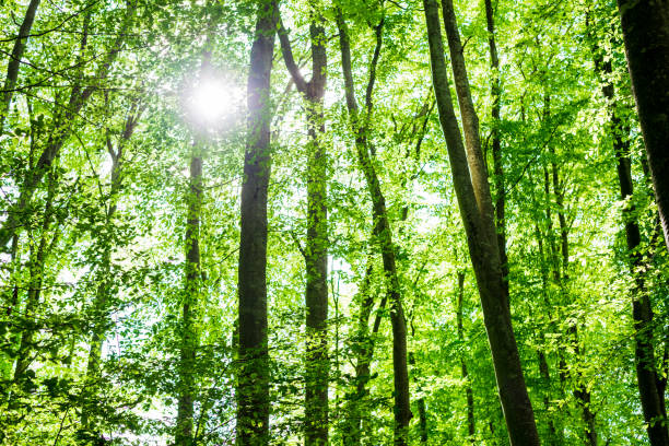 istock Summer forest landscape. Green beech forest, trees closeup. Germany 1174281945