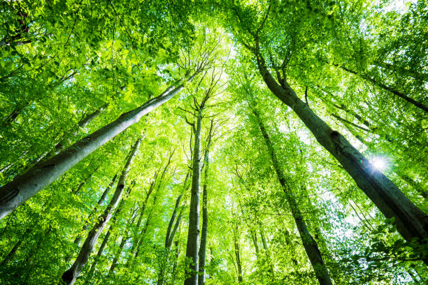 istock Summer forest landscape. Green beech forest, trees closeup. Germany 1174281953