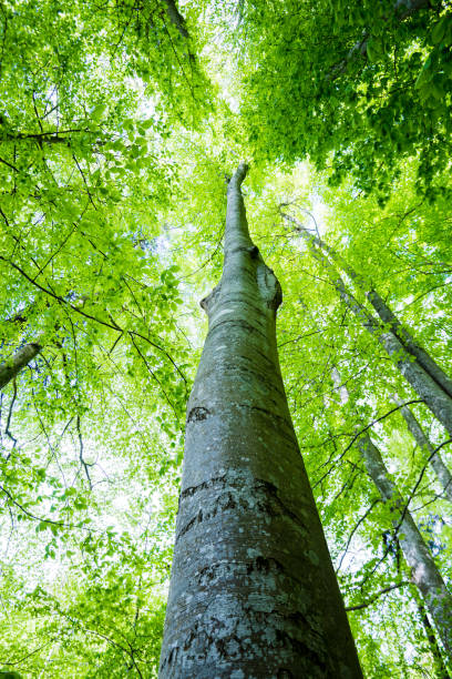 istock Summer forest landscape. Green beech forest, trees closeup. Germany 1174281959