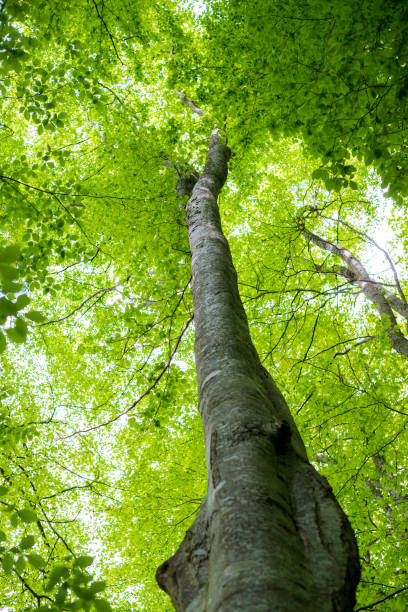 istock Summer forest landscape. Green beech forest, trees closeup. Germany 1174281967