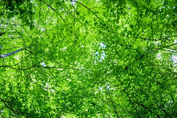 istock Summer forest landscape. Green beech forest, trees closeup. Germany 1174281979