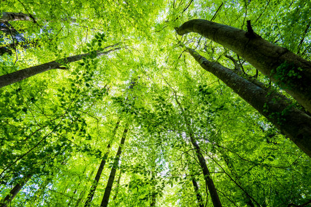 istock Summer forest landscape. Green beech forest, trees closeup. Germany 1174281987
