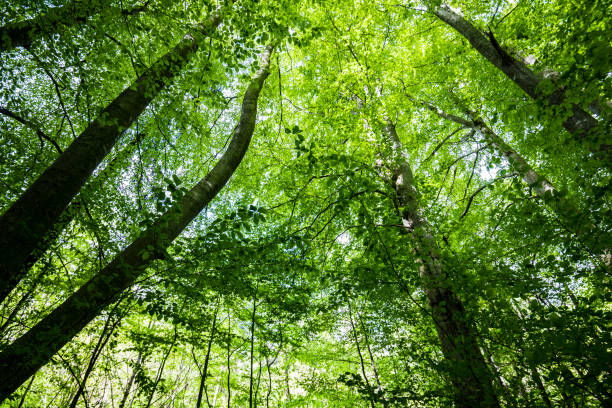 istock Summer forest landscape. Green beech forest, trees closeup. Germany 1174281989