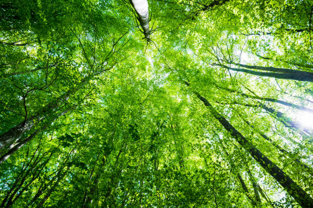 istock Summer forest landscape. Green beech forest, trees closeup. Germany 1174281991