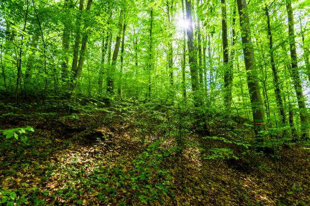 istock Summer forest landscape. Green beech forest, trees closeup. Germany 1174281999
