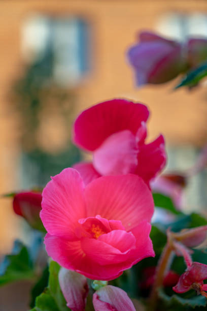 istock Red Tuberous begonias 1174283431