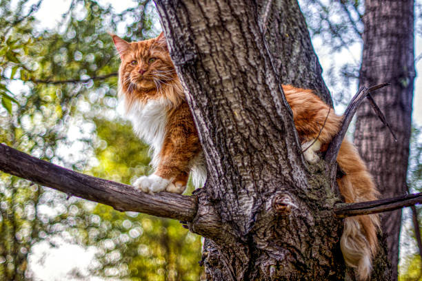istock Very big red maine coon cat sitting on tree. 1174283983