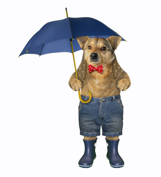 istock Dog in blue rubber boots 2 1174284236