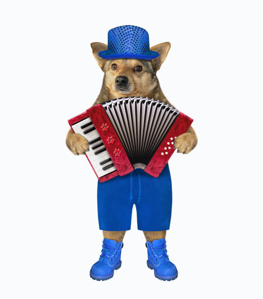 The dog in blue hat, shorts and boots is playing the accordion. White background. Isolated.