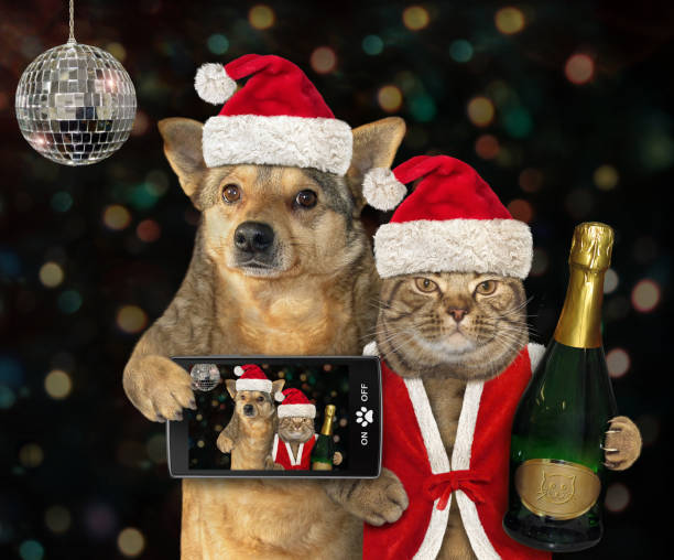 собака с кошкой на новогодних вечеринках 2 - card making стоковые фото и изображения
