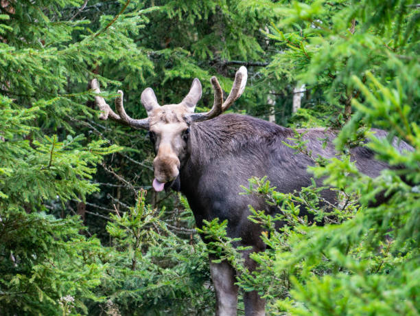 istock moose in the green in Sweden 1174284379