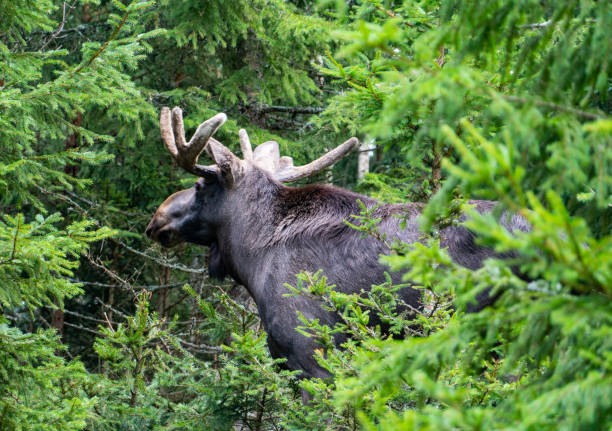 istock moose in the green in Sweden 1174284400