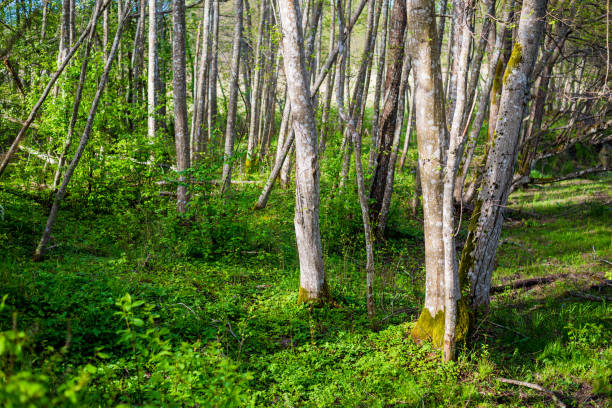 istock Summer forest landscape. Green trees close-up. Finland 1174284433
