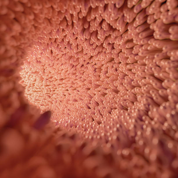 istock Intestinal villi close-up 3D illustration. Microscopic villi 1174286921