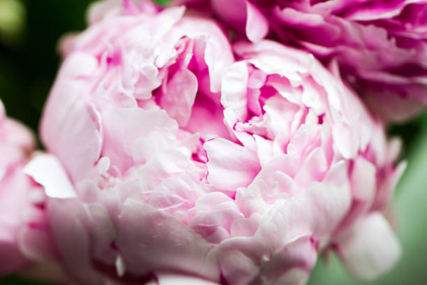 istock Fresh pink poenies 1174287361