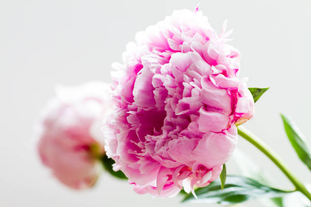 istock Fresh pink poenies 1174287458