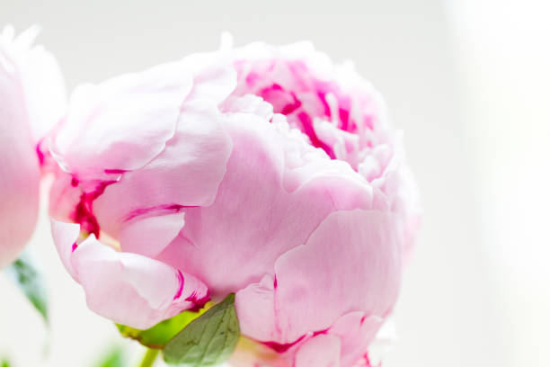 istock Fresh pink poenies 1174287552