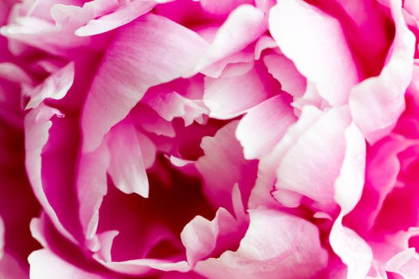 istock Fresh pink poenies 1174287809