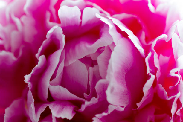 istock Fresh pink poenies 1174288606