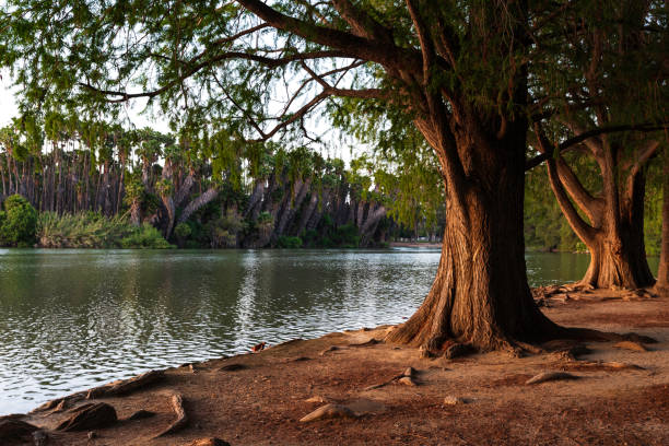 un albero sul lago al fairmount park - riverbank foto e immagini stock