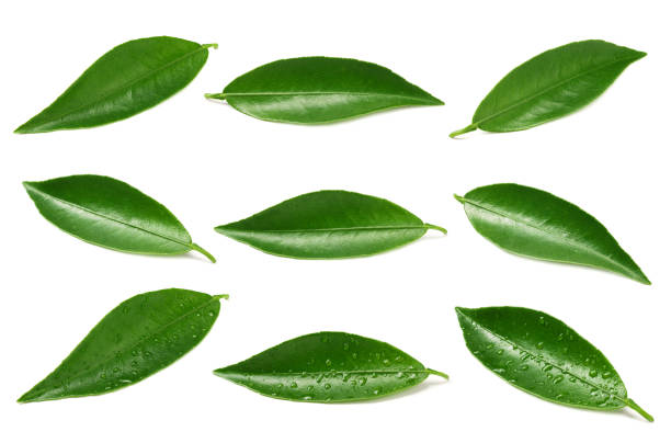 istock leaves collection. citrus leaves isolated on white background. 1174291328